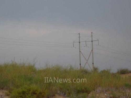生長在高壓輸電線路兩側(cè)的沙柳